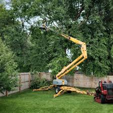 Trusted Punxsutawney, PA Tree Care Services Experts