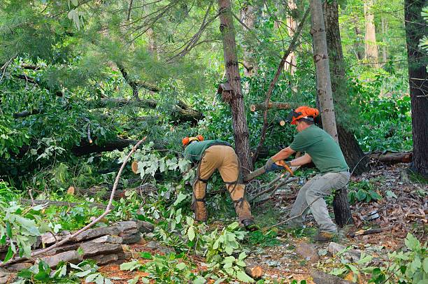 How Our Tree Care Process Works  in  Punxsutawney, PA